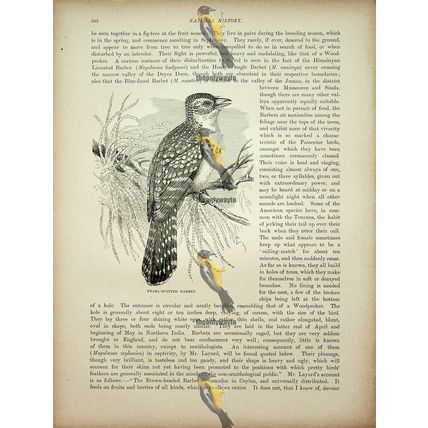 Pearl Spotted Barbet, Natural History Book Illustration, 1896