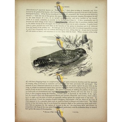 Common Goatsucker (Whip Poor Will Back), Natural History Book Illustration, 1896