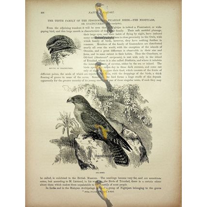Oil Bird, Natural History Book Illustration, 1896