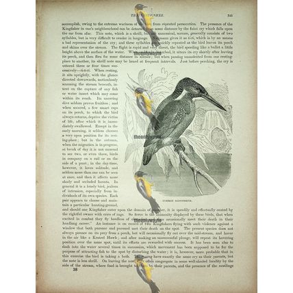 Common Kingfisher, Natural History Book Illustration, 1896