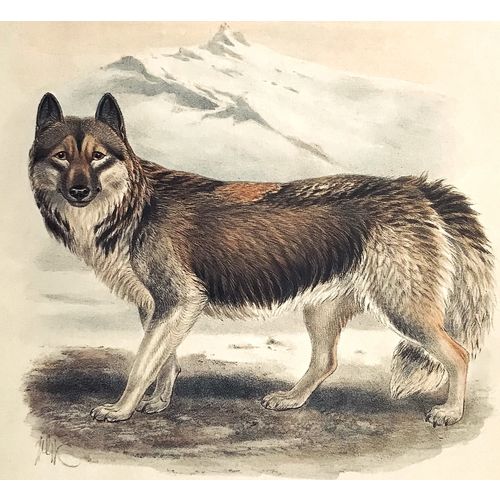 Esquimaux Dog HUSKY 1890 antique Print Lithograph Animal Art Decor Orig to frame