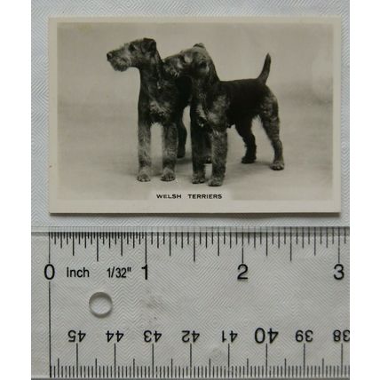 1939 Senior Service Dogs No. 47 Welsh Terriers