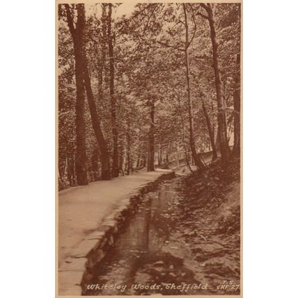 Whiteley Woods at Winter Sheffield Antique Postcard