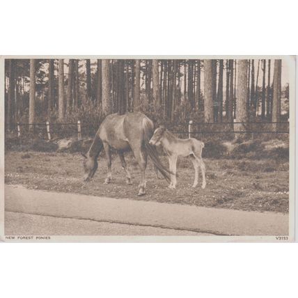 New Forest Ponies New Forest Hampshire Postcard (QHAM163)