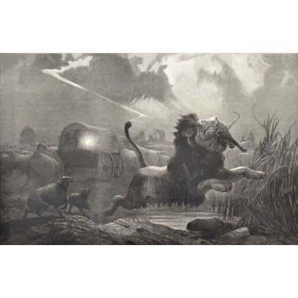 A NIGHT ATTACK 1872 Joseph Wolf - Lion VICTORIAN ENGRAVING