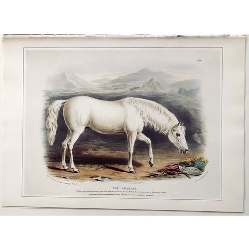 Antique Print ARAB Horse Lithograph poster W Shiels vintage Animal Wall Art