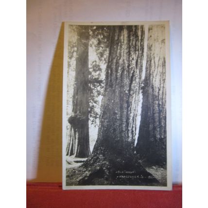 BIG TREES, VANCOUVER ISLAND BRITISH COLUMBIA unused vintage postcard. #