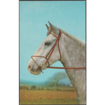 The Grey Horse, c.1970 - Salmon Postcard