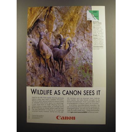 2008 Canon Photography Ad - Peninsular Bighorn Sheep - Wildlife as Canon Sees It