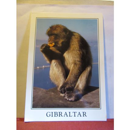 ROCK APE, GIBRALTAR used large postcard 2004 pm #