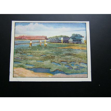 J. Bibby & Sons Cooking Fat 1955 This Wonderful World Card Variants (e31)