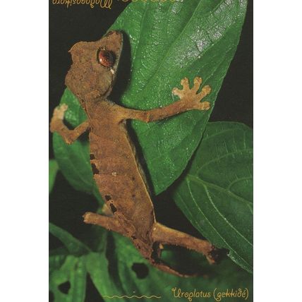 Uroplatus Lizard Reptile Madagascar Postcard
