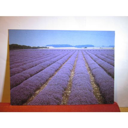 NORFOLK LAVENDER Ltd. at HEACHAM unused vintage postcard #