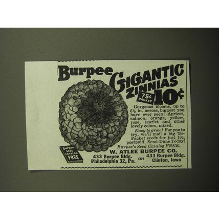 1949 W. Atlee Burpee Co. Ad - Burpee Gigantic Zinnias