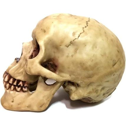 Grinning Highly Realistic Replica Human Skull Statue Home Décor 6.5x4.25x4.6"