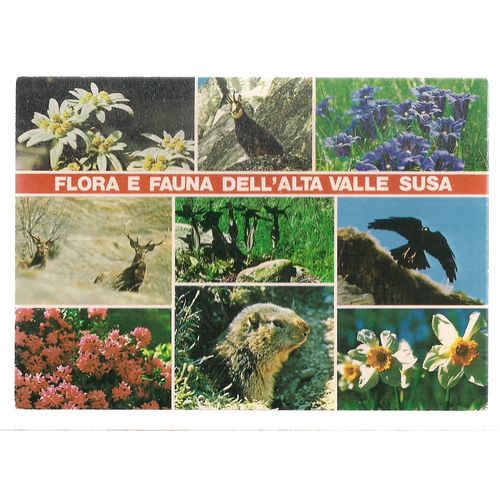 FLOWERS AND ANIMALS OF SUSA VALLEY, ITALY used postcard 1994 postmark =