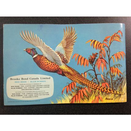 1940-60 Brooke Bond Album 4 Red Rose Tea 48 Cards Full Booklet Birds of NA #3