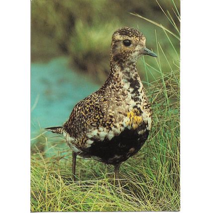 Golden Plover Bird - Jarrold Photographic Postcard