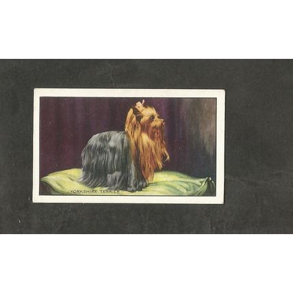 Cigarette Card Gallaher Dogs A series 1936 # 43 The Yorkshire Terrier