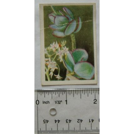 1936 cigarette card South African Succulents No. 20 Crassula Arborescens