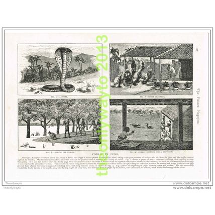 4 IMAGES OF COBRAS IN INDIA, Book Illustration c1895
