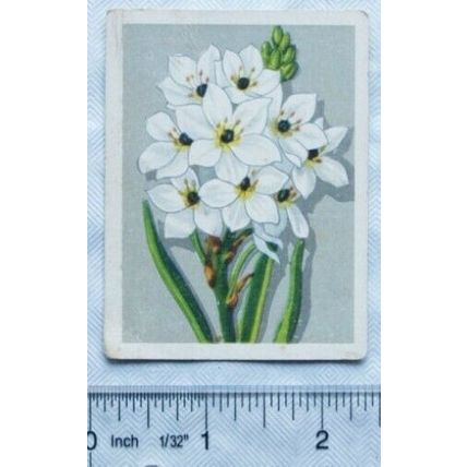 United Tobacco card SA Flora 46 Chincherinchee