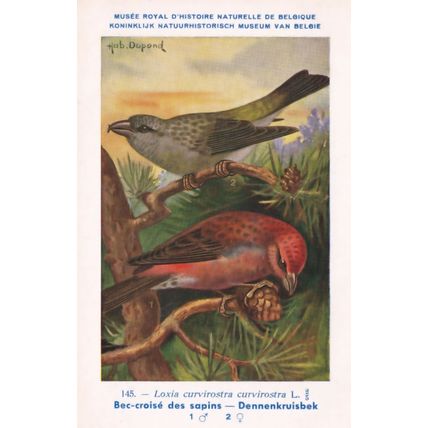 European Goldfinch Carduelis Carduelis War WW2 1940 Bird Vintage Rare Postcard