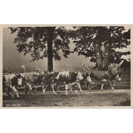 Alm Abtrieb German Cattle Parade Decorative Horns Old Postcard
