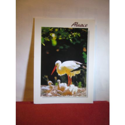STORKS, ALSACE, STRASBOURG, FRANCE used postcard 2014 pm =