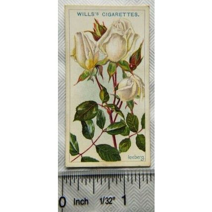 1914 Wills Roses 2nd Series No. 89 Iceberg