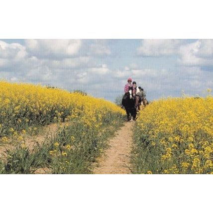 Knaresborough Horse Riding with Jockey Outfits Large Postcard