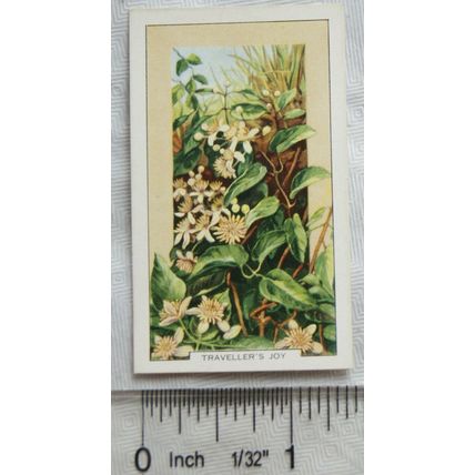 1939 Gallaher's Wild flowers No. 42 Traveller's Joy