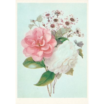Unused Art Postcard - Camellia Japonica Var And Cineraria - Marie Anne (19th c)