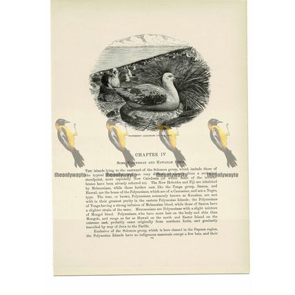 Wandering Albatross on Nest, Animal Book Illustration (Print), c1916