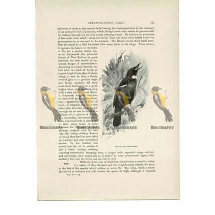 Tui or Parson Bird, Animal Book Illustration (Print), c1916