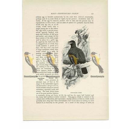 Tooth Billed Pigeon, Animal Book Illustration (Print), c1916