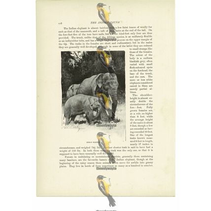 Indian Elephants, Animal Book Illustration (Print), c1916