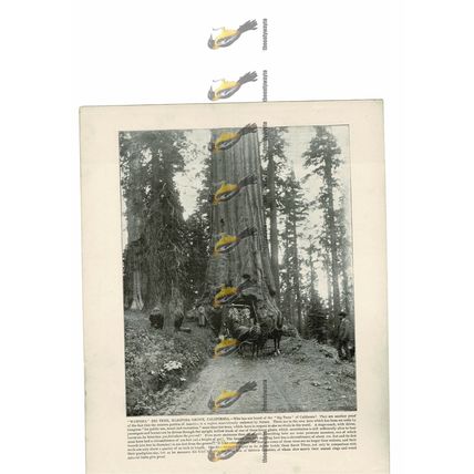 Wawona, Big Tree, Mariposa Grove, California, USA, Book Illustration, 1899