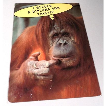 HALLMARK - DIPLOMA - POSTCARD .