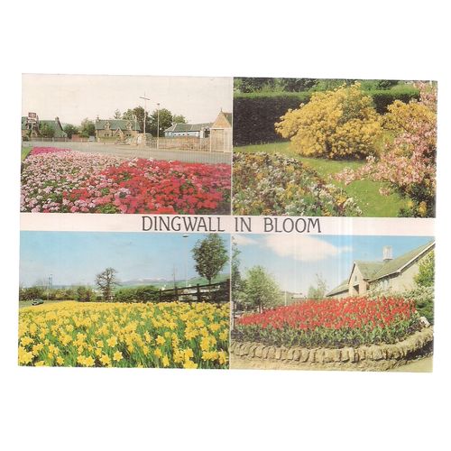 DIINGWALL IN BLOOM, SCOTLAND vintage unused postcard /