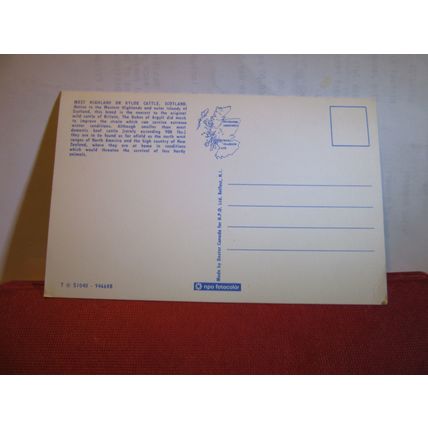 WEST HIGHLAND OR KYLOE CATTLE , SCOTLAND unused postcard =