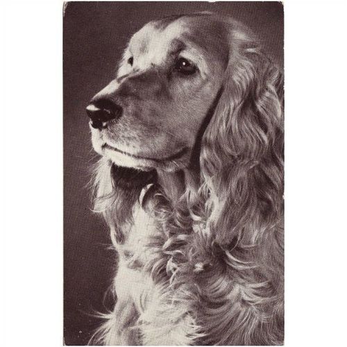 Photo Card Dog Cocker Spaniel Red Heart Series