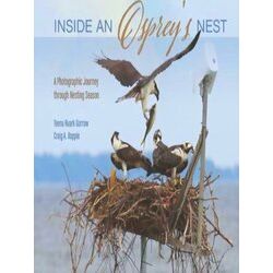 Inside An Osprey's Nest