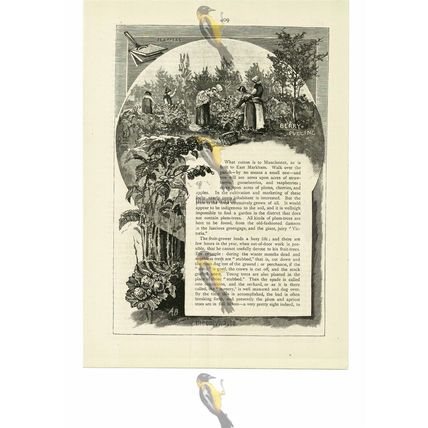 Fruit Culture In North Notts (2), Victorian Life, Book Illustration, 1887