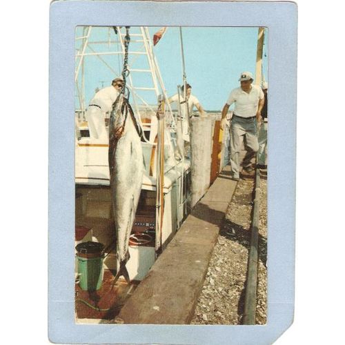 Rhode Island Galilee Giant Tuna~470