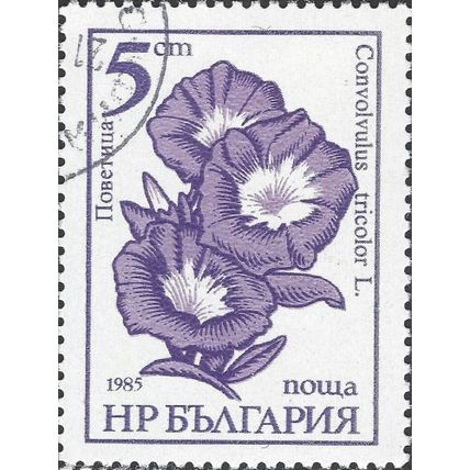 BULGARIA, FLOWER, Convolvulus tricolor, violet 1985, 5CT, #3