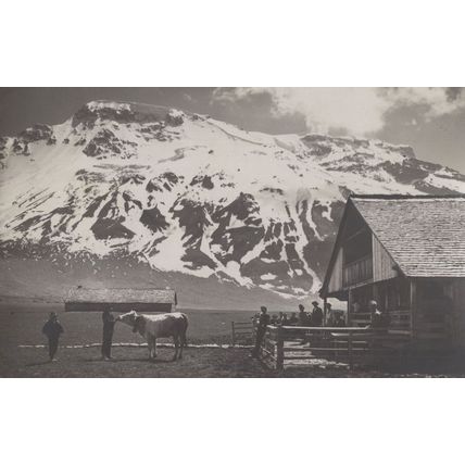 Cow Visiting Klubhutte Restaurant Adelboden Swiss Old Postcard