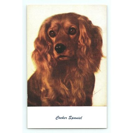Cute Adorable Brown Cocker Spaniel Pet Dog Animal Vintage Postcard (A15)