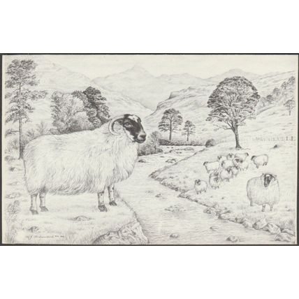 HJ Underwood - Scottish Blackface Sheep, 1984 - RSPCA Postcard