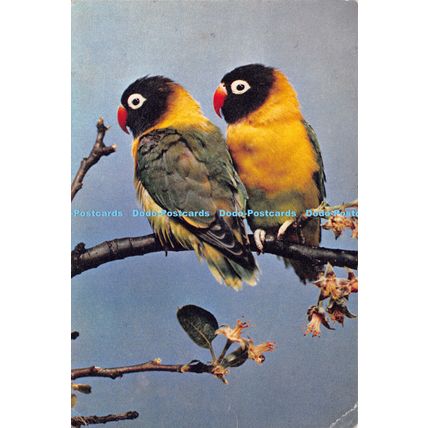 D024363 Love Birds. Dr. S. D. Jouhar. F. R. P. S. Dixon. 1962